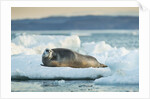 Bearded Seal, Nunavut Territory, CanadaBearded Seal on Sea Ice in Hudson Bay, Nunavut, Canada by Anonymous