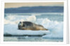 Bearded Seal, Nunavut Territory, CanadaBearded Seal on Sea Ice in Hudson Bay, Nunavut, Canada by Anonymous