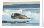 Bearded Seal, Nunavut Territory, CanadaBearded Seal on Sea Ice in Hudson Bay, Nunavut, Canada by Anonymous