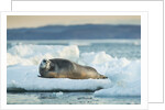 Bearded Seal, Nunavut Territory, CanadaBearded Seal on Sea Ice in Hudson Bay, Nunavut, Canada by Anonymous