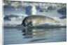 Bearded Seal Dives from Sea Ice in Hudson Bay, Nunavut, Canada by Anonymous