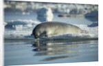 Bearded Seal Dives from Sea Ice in Hudson Bay, Nunavut, Canada by Anonymous