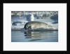 Bearded Seal Dives from Sea Ice in Hudson Bay, Nunavut, Canada by Anonymous