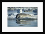 Bearded Seal Dives from Sea Ice in Hudson Bay, Nunavut, Canada by Anonymous