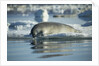 Bearded Seal Dives from Sea Ice in Hudson Bay, Nunavut, Canada by Anonymous