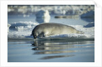 Bearded Seal Dives from Sea Ice in Hudson Bay, Nunavut, Canada by Anonymous