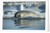 Bearded Seal Dives from Sea Ice in Hudson Bay, Nunavut, Canada by Anonymous