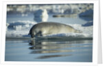 Bearded Seal Dives from Sea Ice in Hudson Bay, Nunavut, Canada by Anonymous
