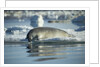 Bearded Seal Dives from Sea Ice in Hudson Bay, Nunavut, Canada by Anonymous