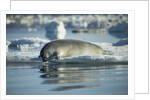 Bearded Seal Dives from Sea Ice in Hudson Bay, Nunavut, Canada by Anonymous