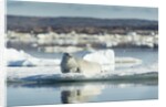 Bearded Seal on Sea Ice in Hudson Bay, Nunavut, Canada by Anonymous