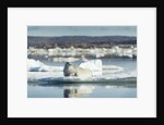 Bearded Seal on Sea Ice in Hudson Bay, Nunavut, Canada by Anonymous