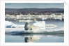 Bearded Seal on Sea Ice in Hudson Bay, Nunavut, Canada by Anonymous