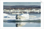 Bearded Seal on Sea Ice in Hudson Bay, Nunavut, Canada by Anonymous