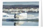Bearded Seal on Sea Ice in Hudson Bay, Nunavut, Canada by Anonymous