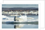 Bearded Seal on Sea Ice in Hudson Bay, Nunavut, Canada by Anonymous