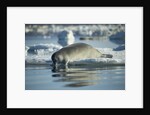 Bearded Seal Dives from Sea Ice in Hudson Bay, Nunavut, Canada by Anonymous