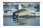 Bearded Seal Dives from Sea Ice in Hudson Bay, Nunavut, Canada by Anonymous