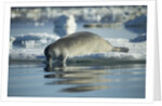 Bearded Seal Dives from Sea Ice in Hudson Bay, Nunavut, Canada by Anonymous
