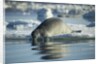 Bearded Seal Dives from Sea Ice in Hudson Bay, Nunavut, Canada by Anonymous