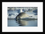 Bearded Seal Dives from Sea Ice in Hudson Bay, Nunavut, Canada by Anonymous