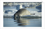 Bearded Seal Dives from Sea Ice in Hudson Bay, Nunavut, Canada by Anonymous