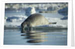 Bearded Seal Dives from Sea Ice in Hudson Bay, Nunavut, Canada by Anonymous