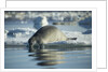 Bearded Seal Dives from Sea Ice in Hudson Bay, Nunavut, Canada by Anonymous