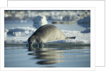 Bearded Seal Dives from Sea Ice in Hudson Bay, Nunavut, Canada by Anonymous