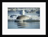 Bearded Seal Dives from Sea Ice in Hudson Bay, Nunavut, Canada by Anonymous