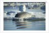 Bearded Seal Dives from Sea Ice in Hudson Bay, Nunavut, Canada by Anonymous