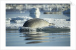 Bearded Seal Dives from Sea Ice in Hudson Bay, Nunavut, Canada by Anonymous