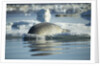 Bearded Seal Dives from Sea Ice in Hudson Bay, Nunavut, Canada by Anonymous