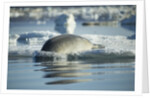 Bearded Seal Dives from Sea Ice in Hudson Bay, Nunavut, Canada by Anonymous