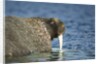 Walrus in Hudson Bay, Nunavut, Canada by Anonymous