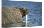 Walrus in Hudson Bay, Nunavut, Canada by Anonymous
