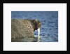 Walrus in Hudson Bay, Nunavut, Canada by Anonymous