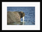 Walrus in Hudson Bay, Nunavut, Canada by Anonymous