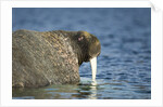 Walrus in Hudson Bay, Nunavut, Canada by Anonymous