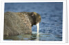 Walrus in Hudson Bay, Nunavut, Canada by Anonymous
