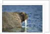 Walrus in Hudson Bay, Nunavut, Canada by Anonymous