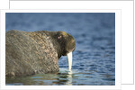Walrus in Hudson Bay, Nunavut, Canada by Anonymous