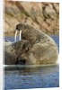 Walrus and Calf in Hudson Bay, Nunavut, Canada by Anonymous