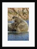 Walrus and Calf in Hudson Bay, Nunavut, Canada by Anonymous