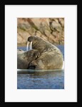 Walrus and Calf in Hudson Bay, Nunavut, Canada by Anonymous
