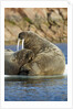 Walrus and Calf in Hudson Bay, Nunavut, Canada by Anonymous