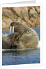 Walrus and Calf in Hudson Bay, Nunavut, Canada by Anonymous