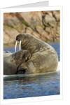 Walrus and Calf in Hudson Bay, Nunavut, Canada by Anonymous