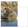 Walrus and Calf in Hudson Bay, Nunavut, Canada by Anonymous