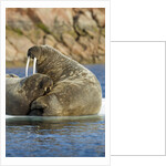 Walrus and Calf in Hudson Bay, Nunavut, Canada by Anonymous
